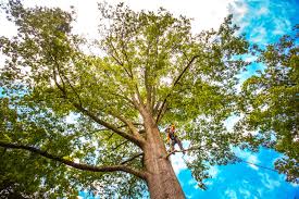  Peaceful Valley, WA Tree Services Pros