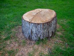 Best Tree Risk Assessment  in Peaceful Valley, WA