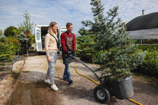 Best Tree Cabling and Bracing  in Peaceful Valley, WA