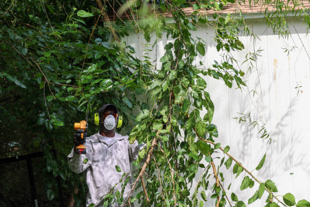 Best Root Management and Removal  in Peaceful Valley, WA