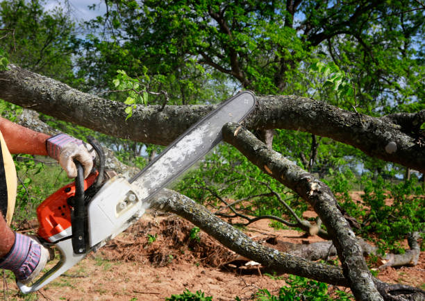 Best Tree Disease Treatment  in Peaceful Valley, WA