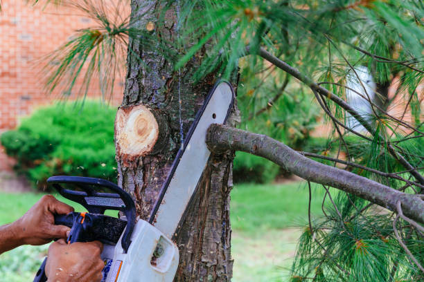 Best Stump Grinding and Removal  in Peaceful Valley, WA