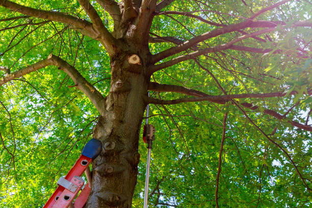 Best Tree Cabling and Bracing  in Peaceful Valley, WA
